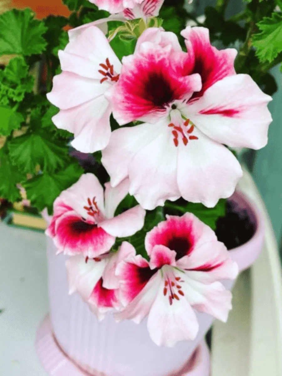 Пеларгония Toscana Florella Bicolour