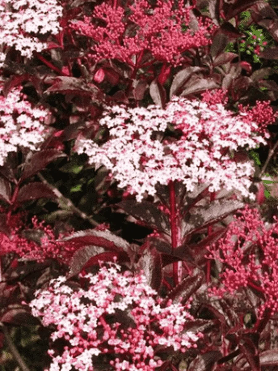 Бузина черная Thundercloud