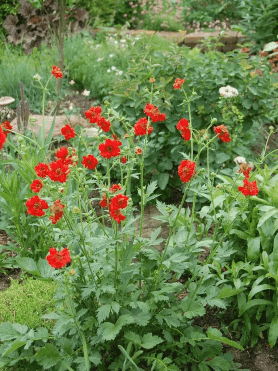 Гравилат чилийский Mrs J.Bradshow