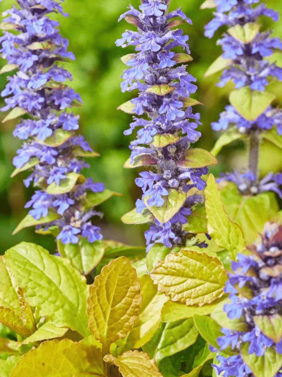 Живучка Feathered Friends Tropical Toucan