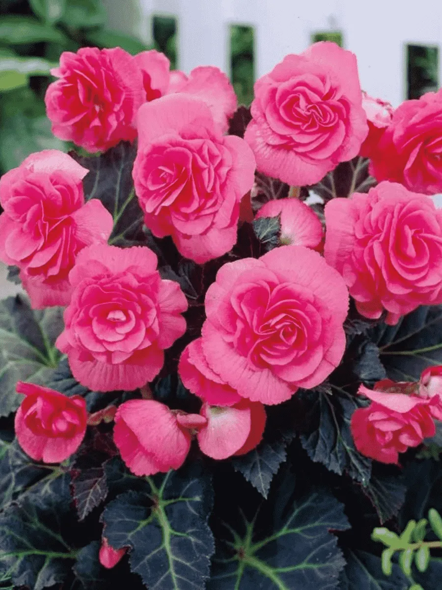 Бегония Double Pink