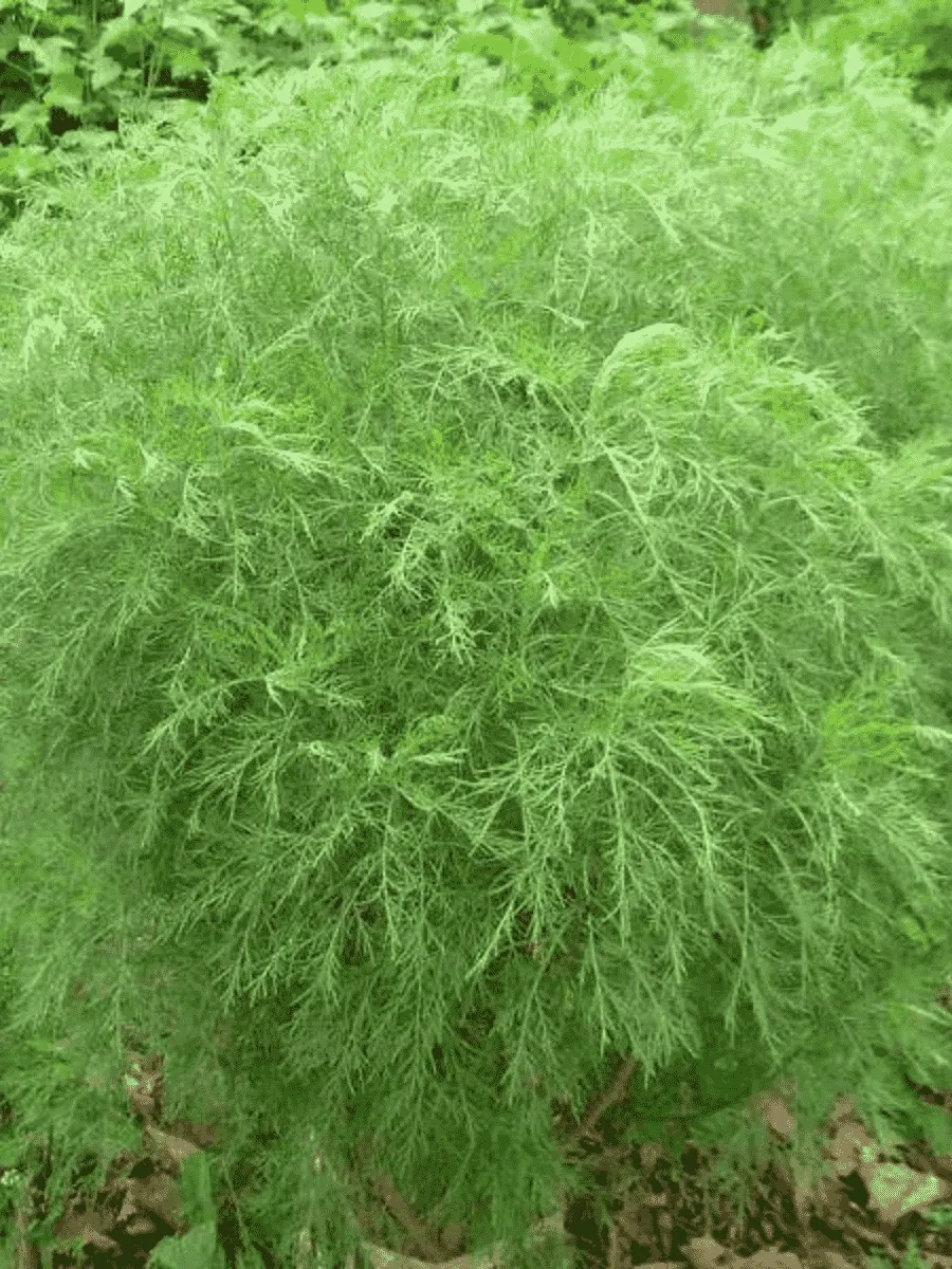 Полынь лечебная Божье Дерево