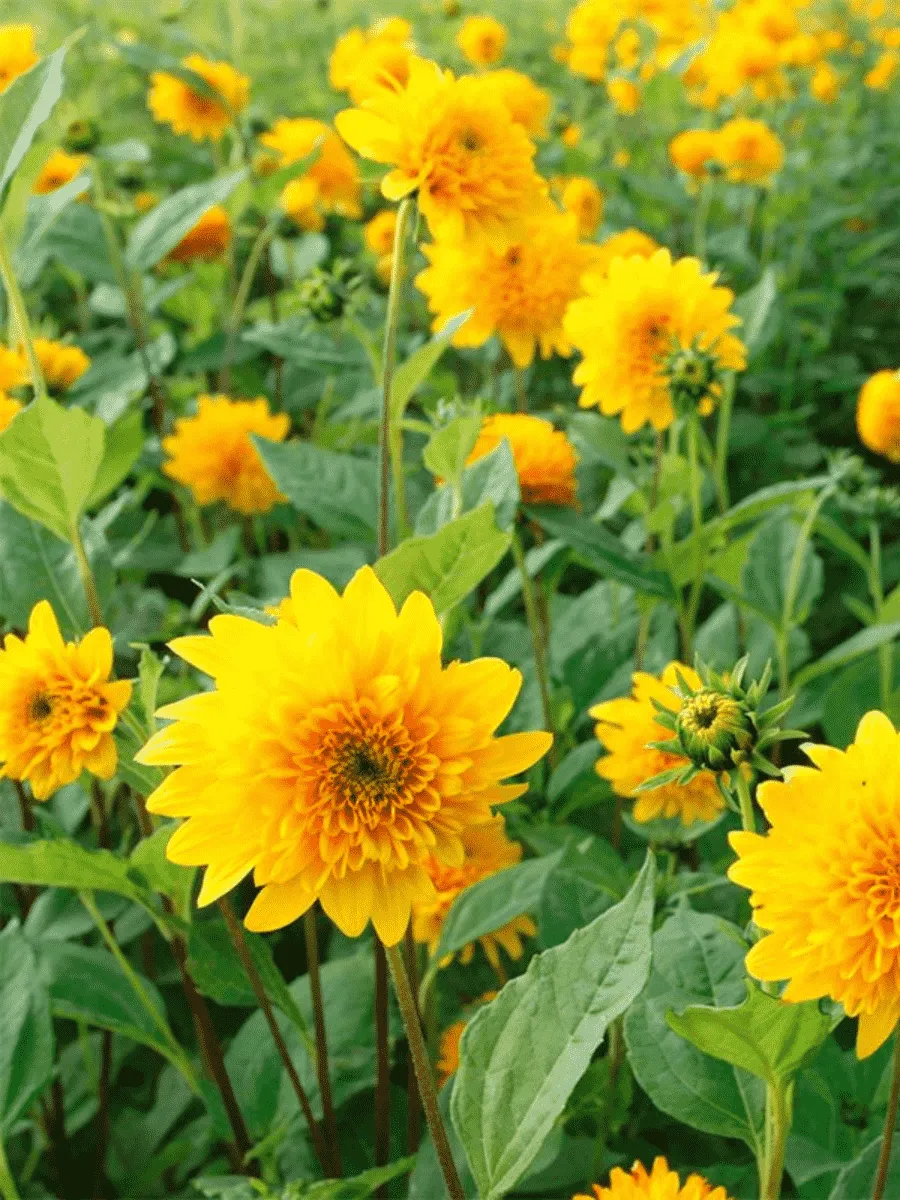 Подсолнечник клубненосный Loddon Gold