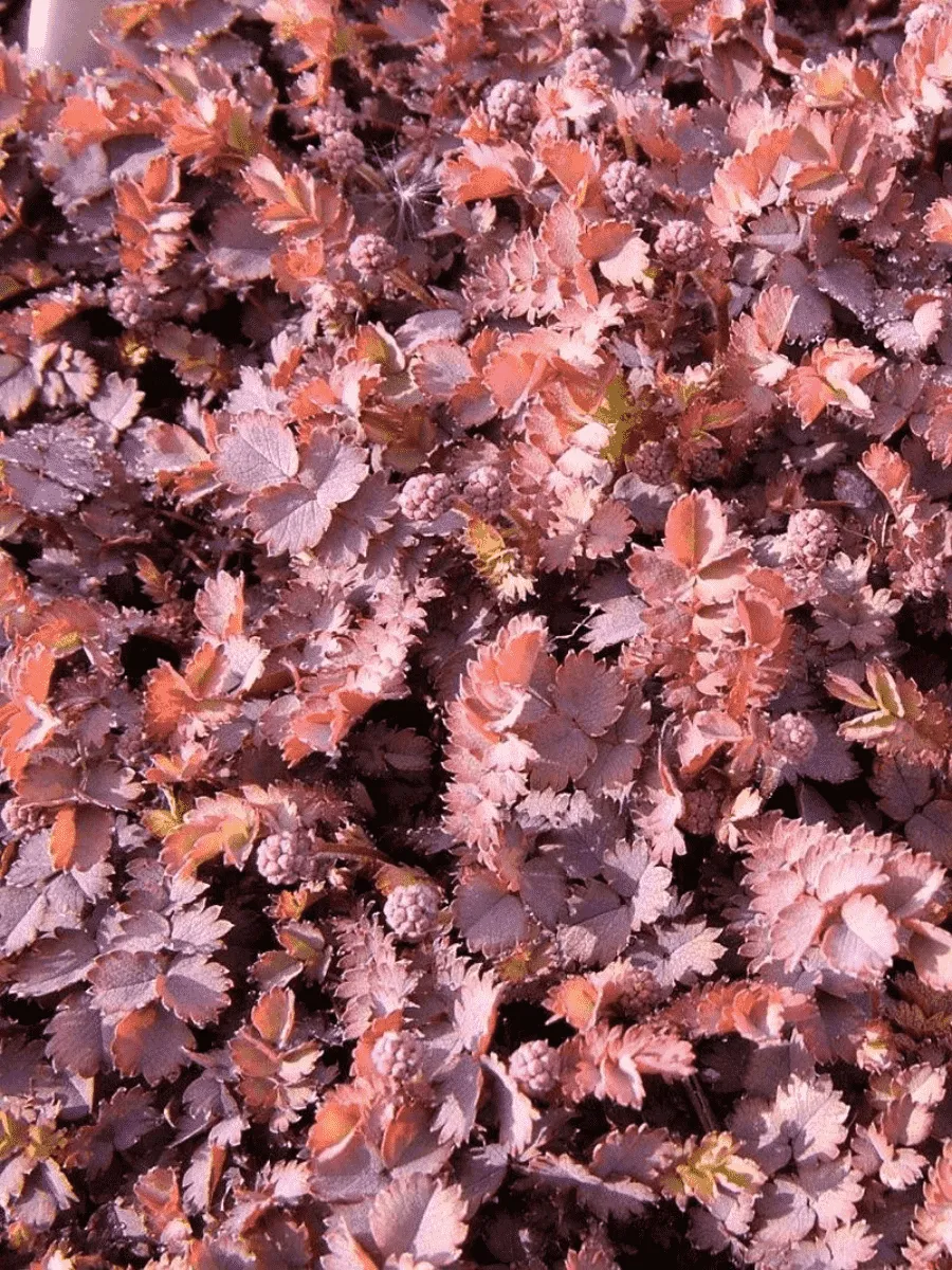 Ацена безоружная Purpurea