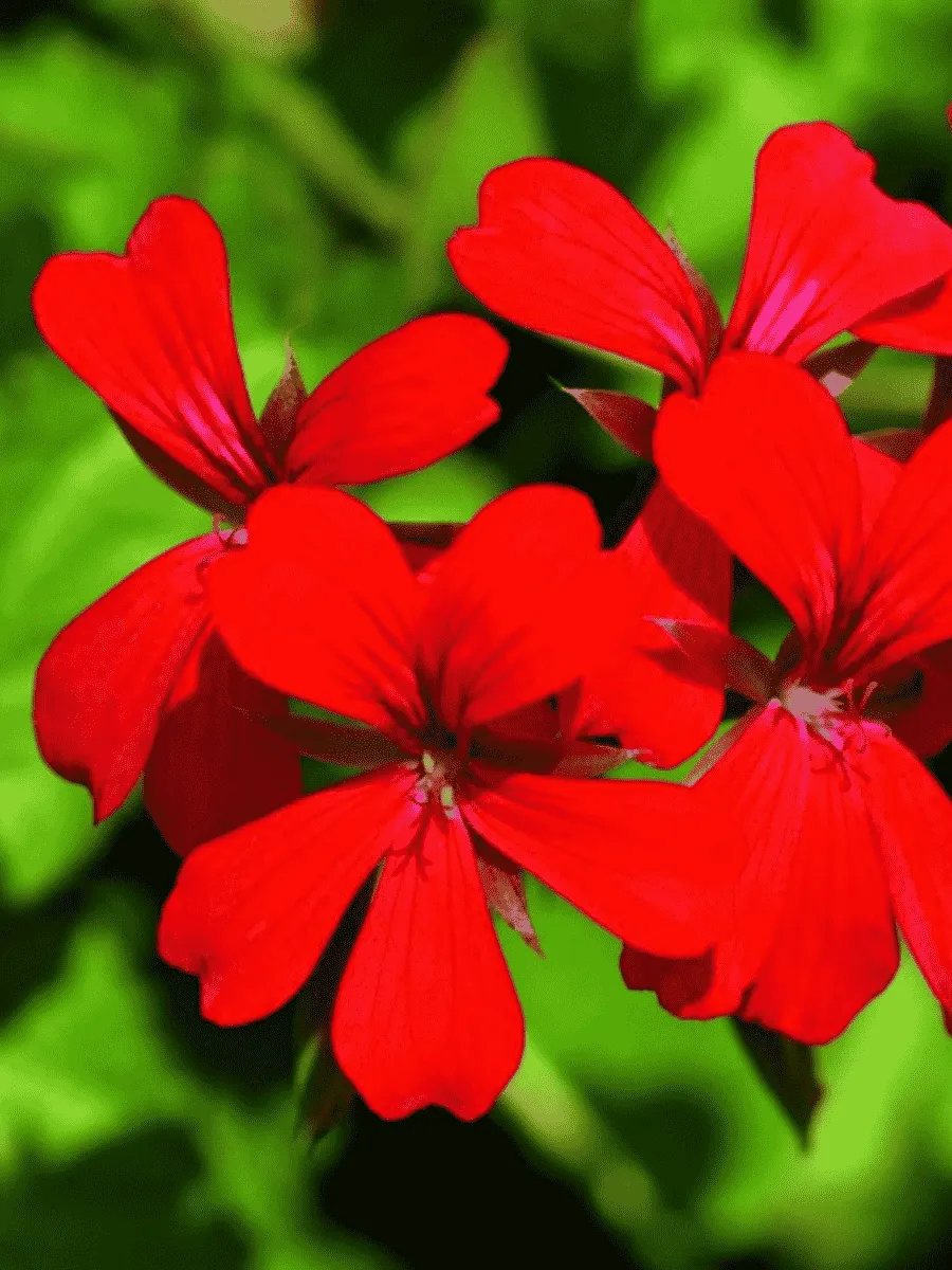 Пеларгония плющелистная  Decora Red кашпо