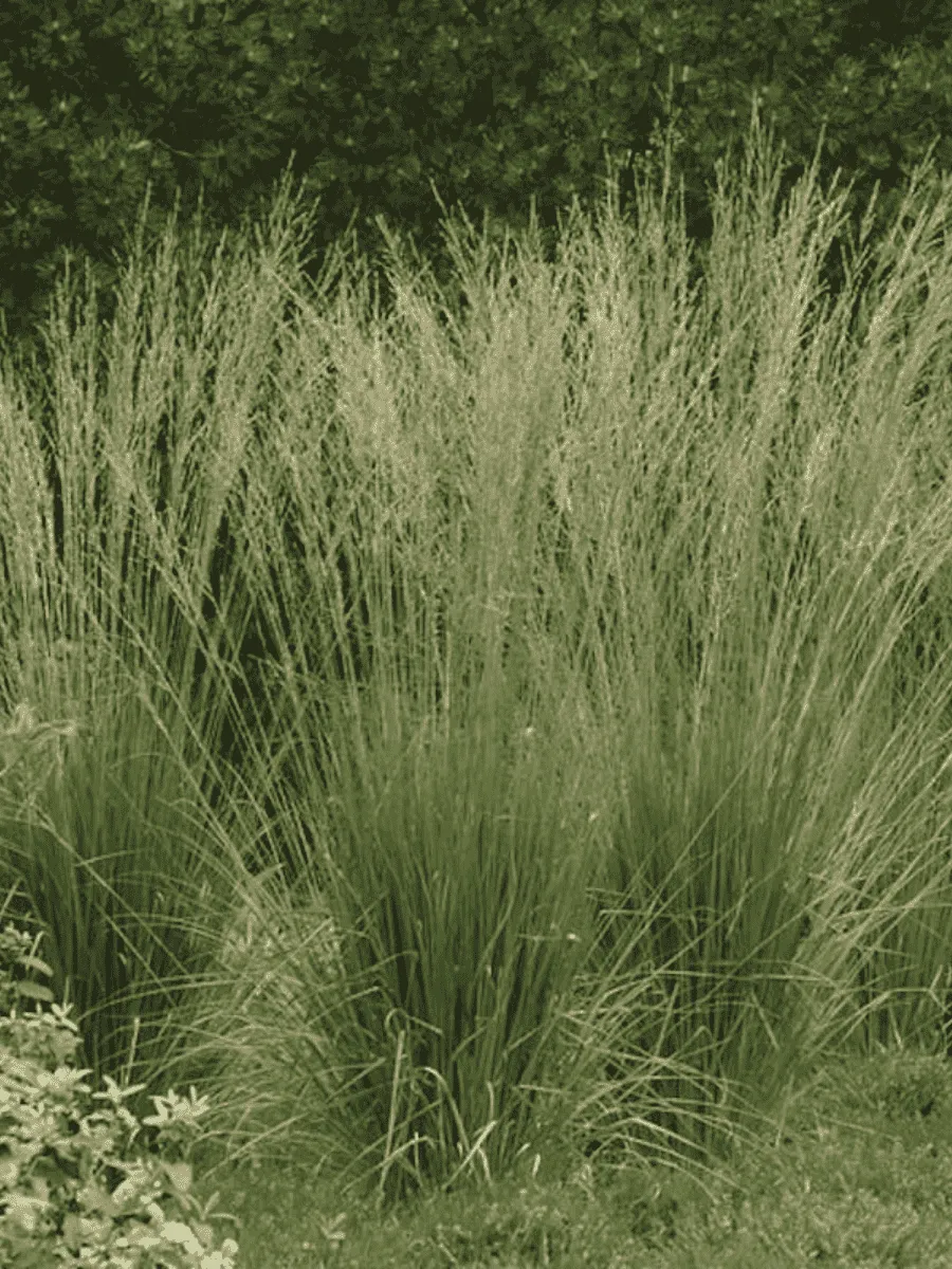 Молиния голубая Dauerstrahl