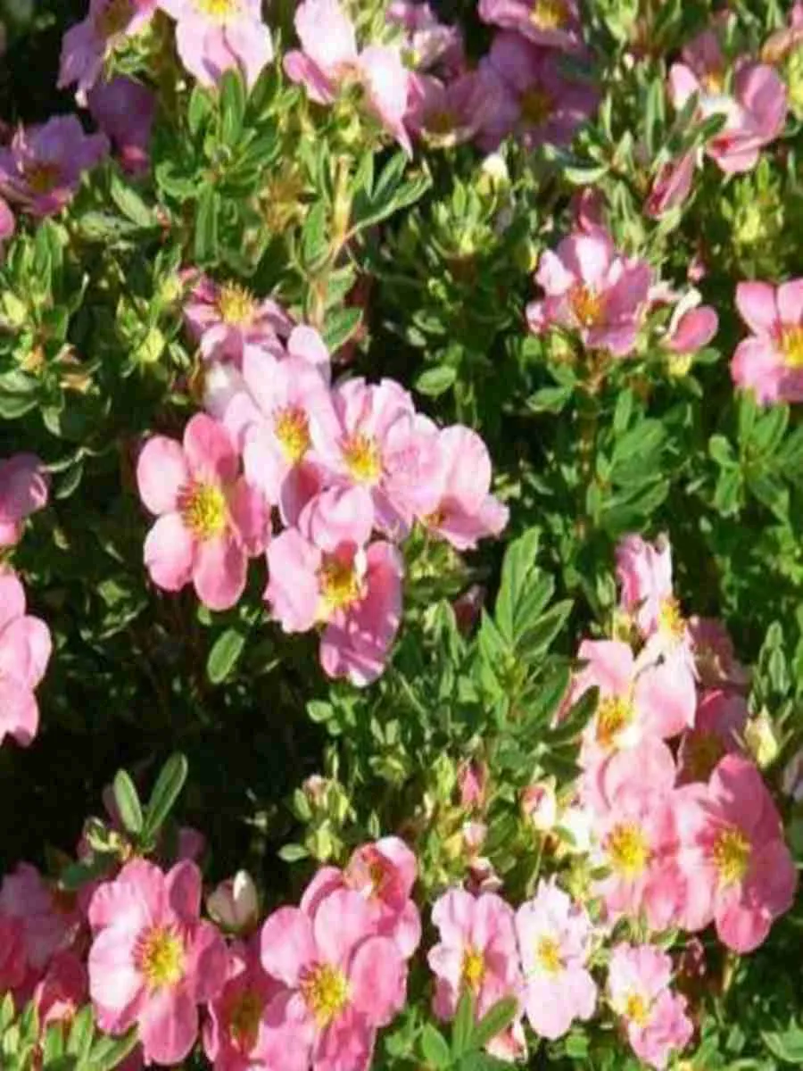 Лапчатка Pink Whisper