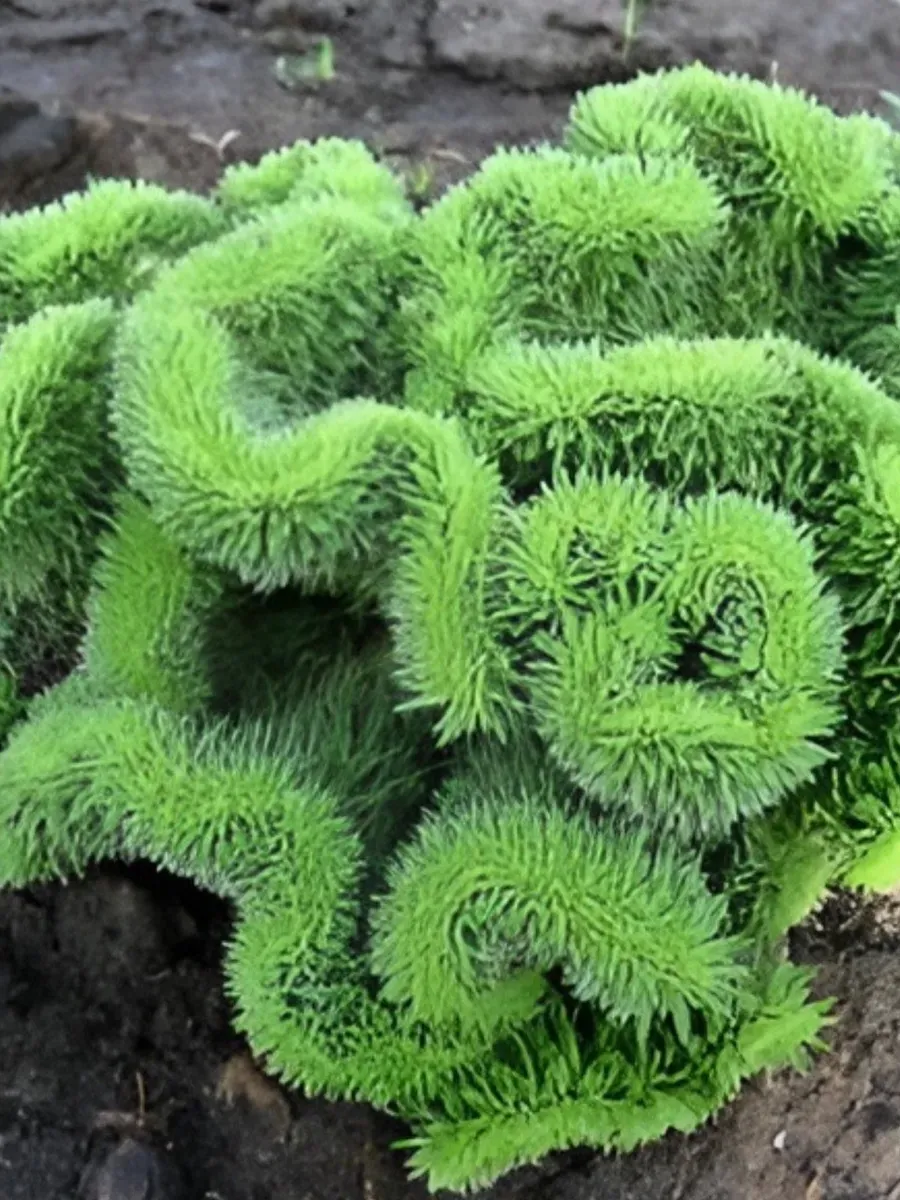 Очиток кристатный Coral Green