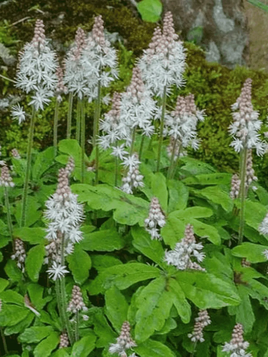 Тиарелла Верри