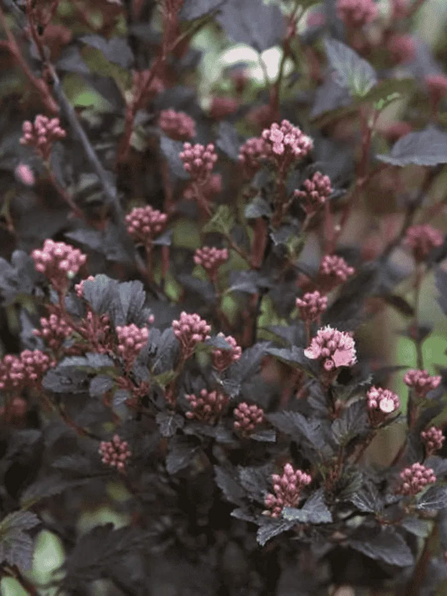 Пузыреплодник калинолистный Little Devil