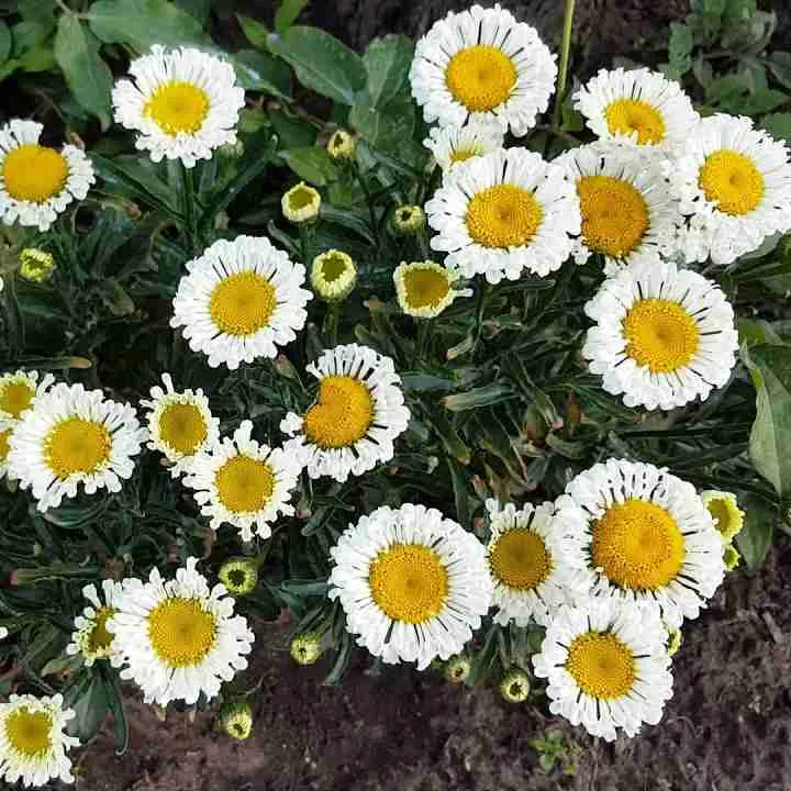 Нивяник наибольший Real Neat