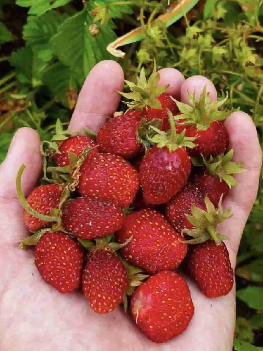 Земклуника Диана