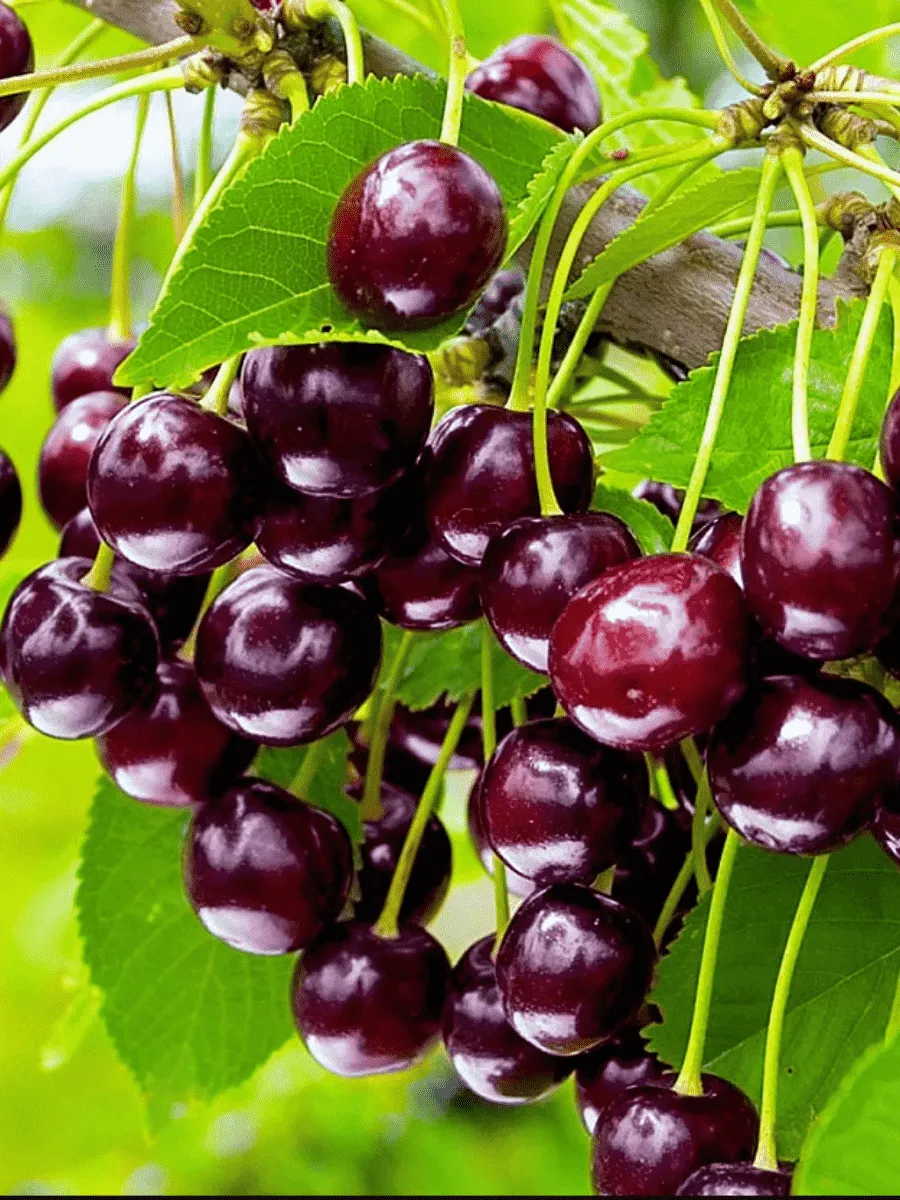 Черешня Бряночка