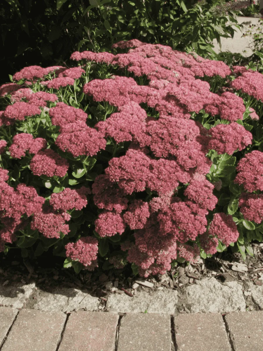 Очиток телефиум Herbstfreude