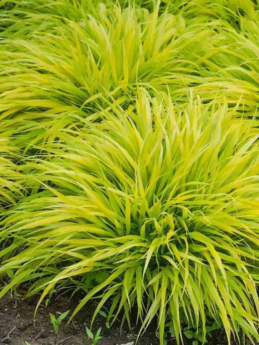 Хаконехлоа большая All Gold