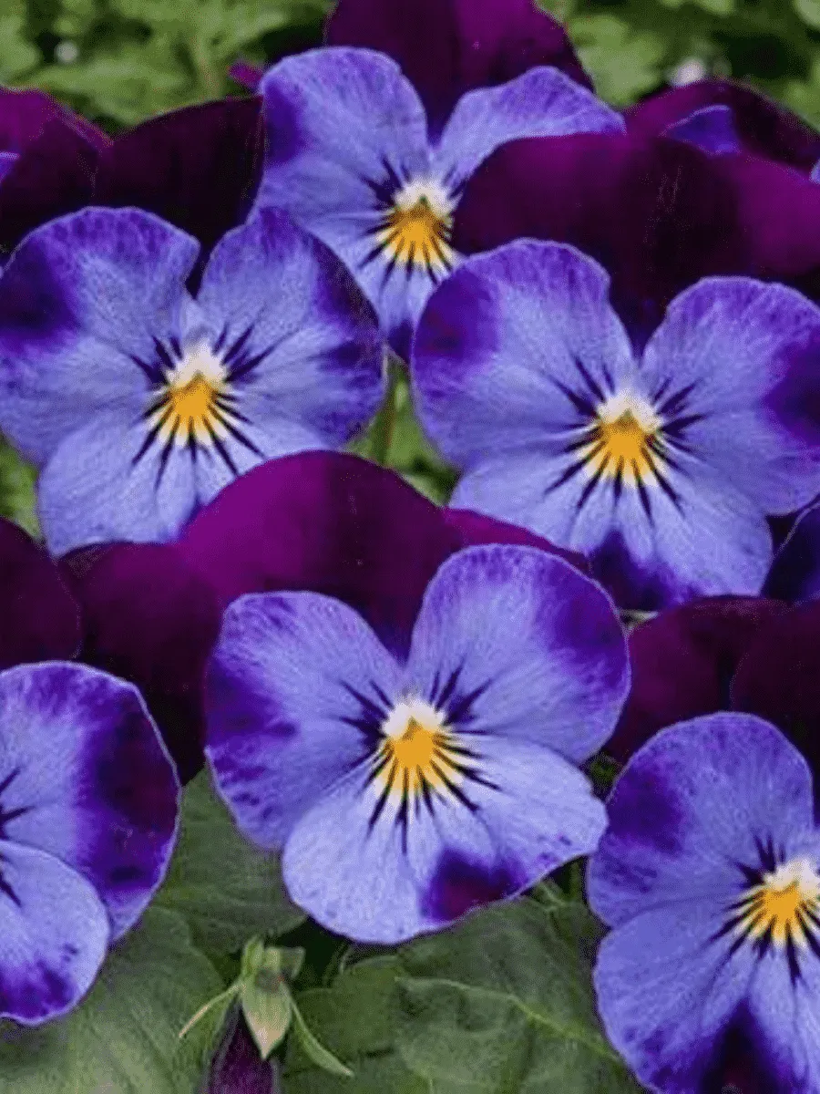 Виола рогатая Denim Jump up