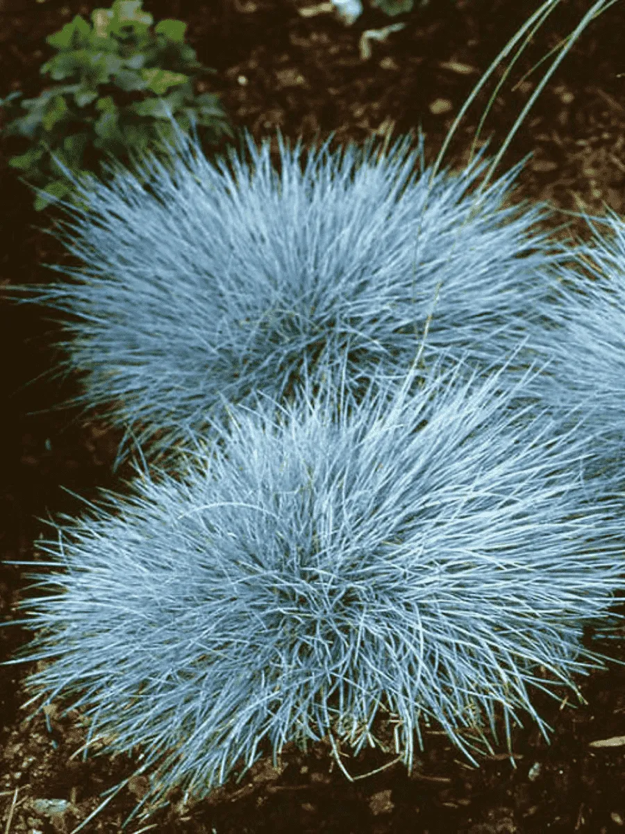 Овсяница Elijah Blue