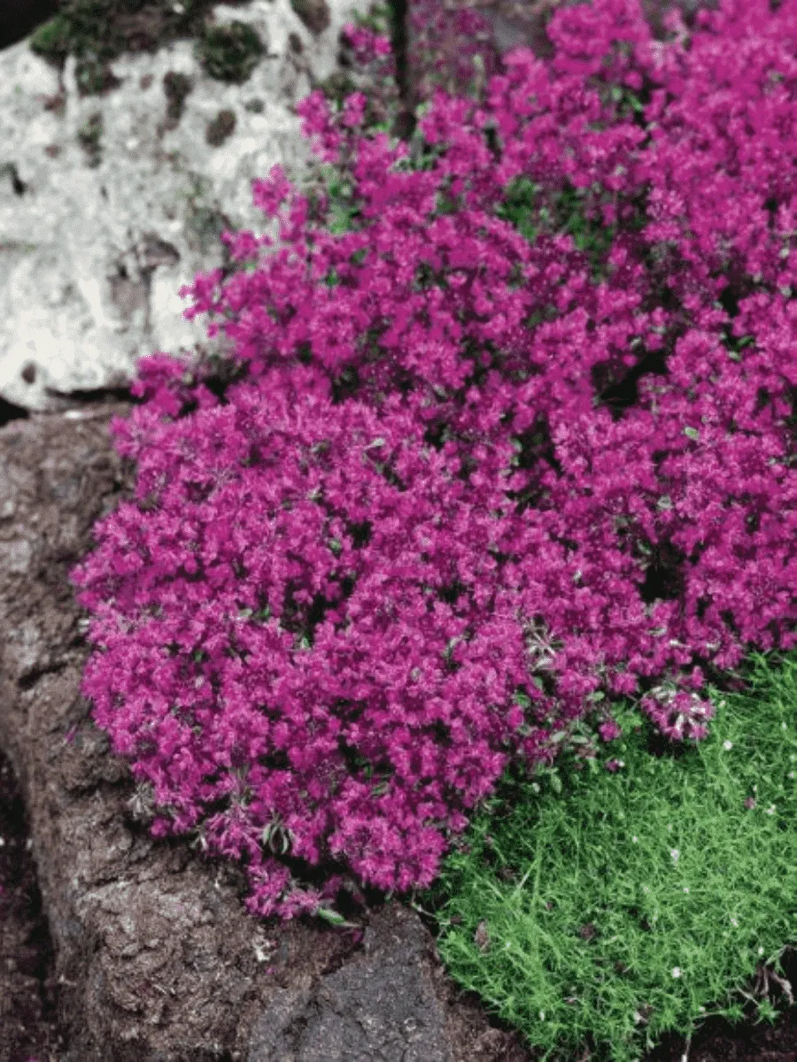 Тимьян ранний Red Carpet