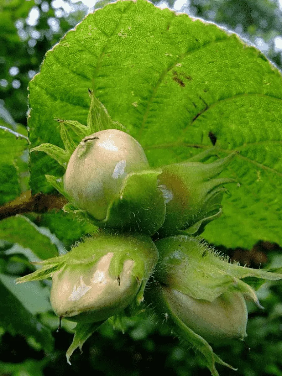 Фундук Nottingham Fruhe