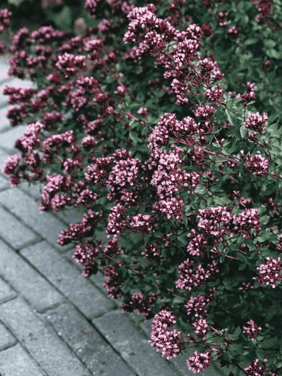 Душица гладкая Herrenhausen
