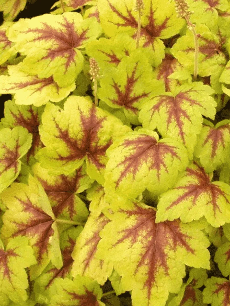 Гейхерелла Gold Strike