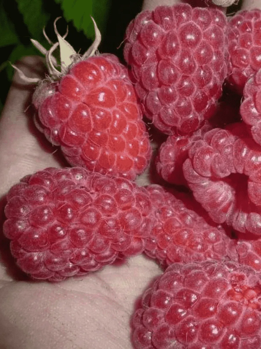 Малина обыкновенная Феномен