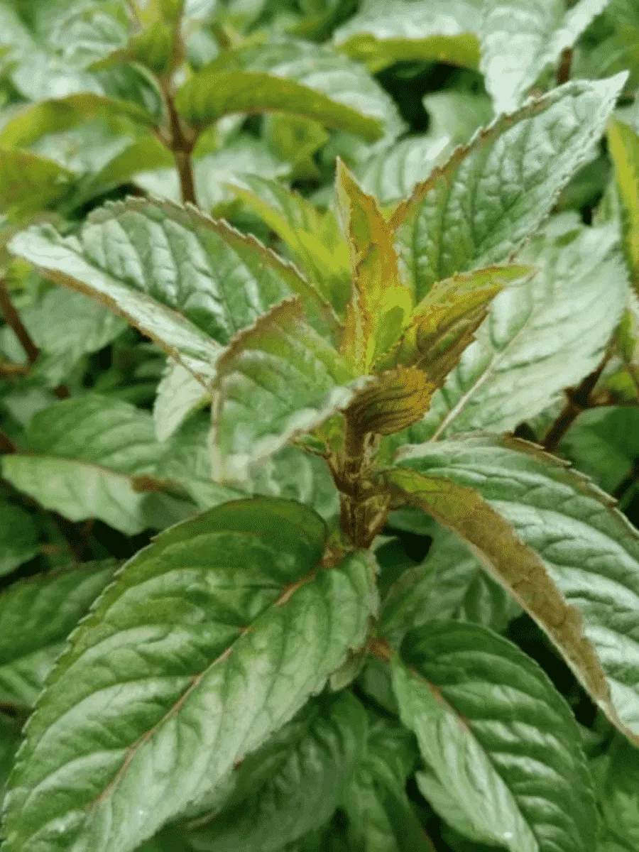 Мята перечная Citaro