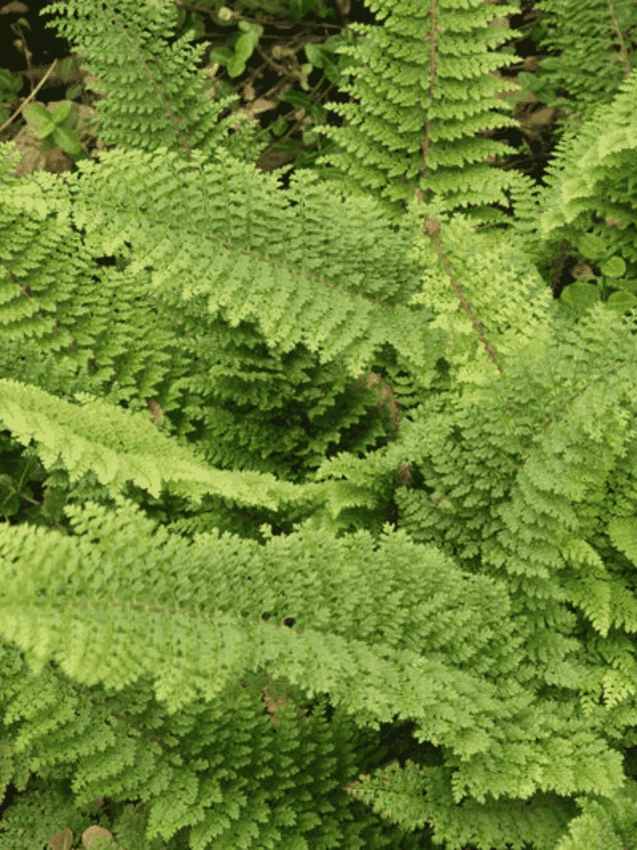 Многорядник щетинковый Plumosum