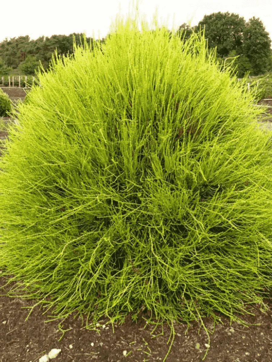 Туя восточная Franky Boy