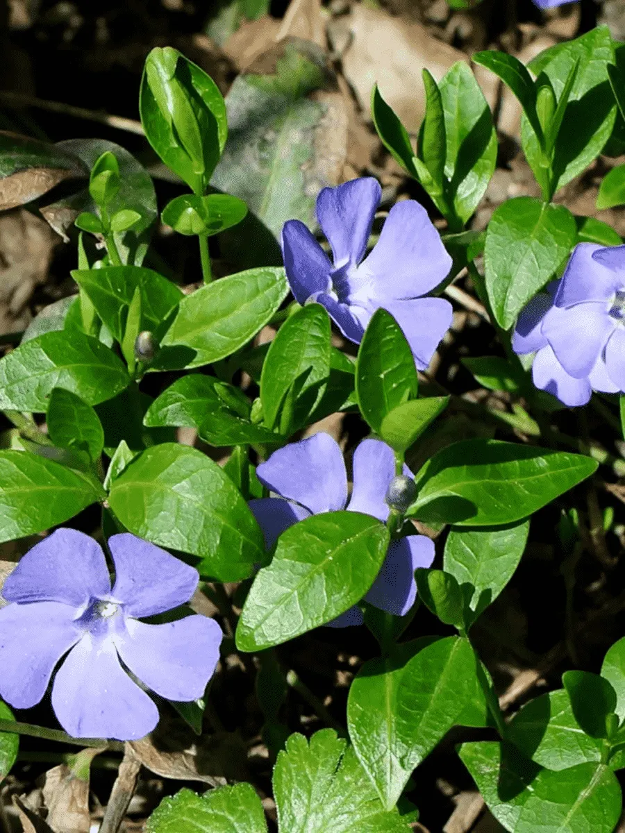 Барвинок малый Panta