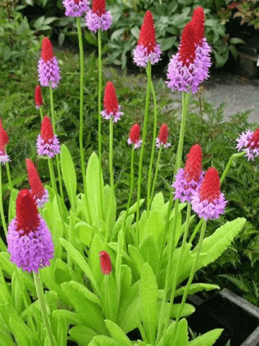 Примула орхидная Red and Rose