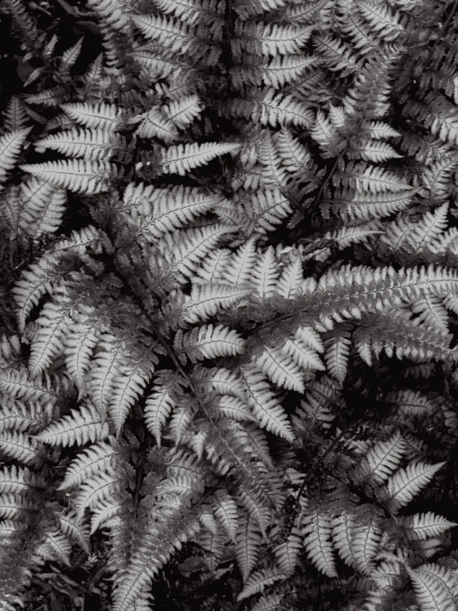 Кочедыжник