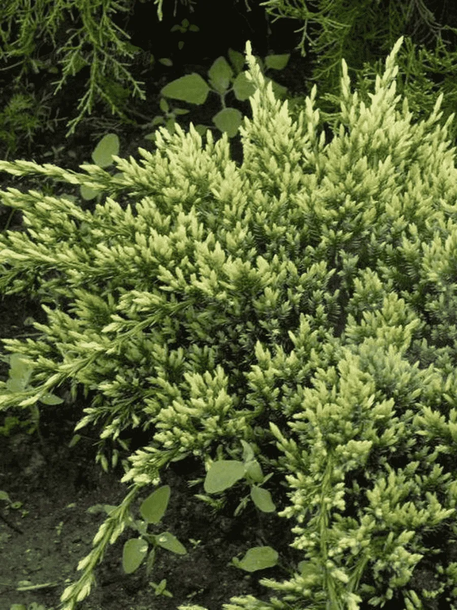 Можжевельник чешуйчатый Holger