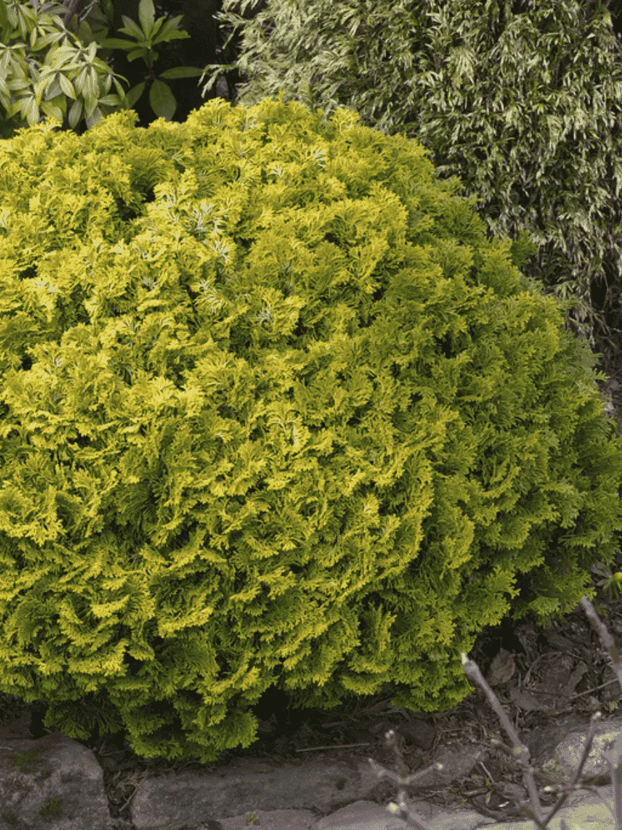 Кипарисовик Nana Gracilis Aurea