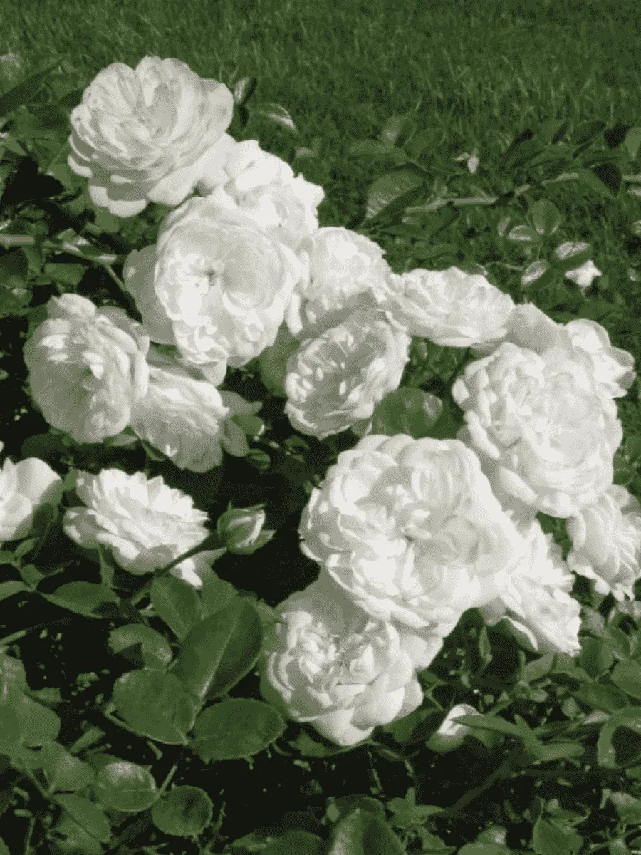 Роза кустовая Snow Ballet