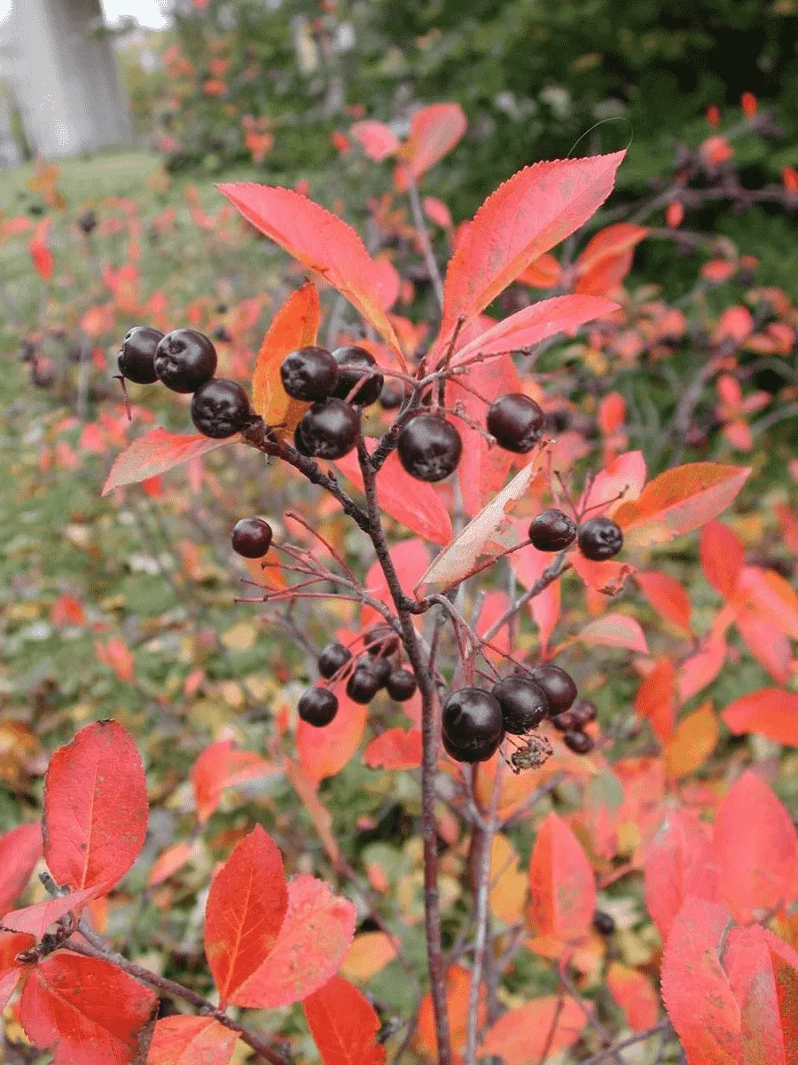 Арония сливолистная Viking