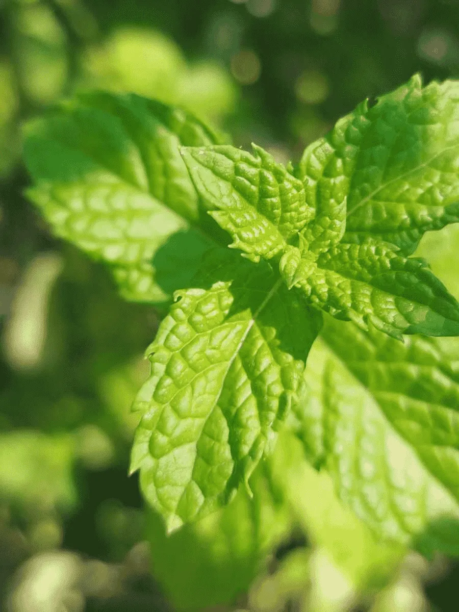 Мята перечная Aalbes