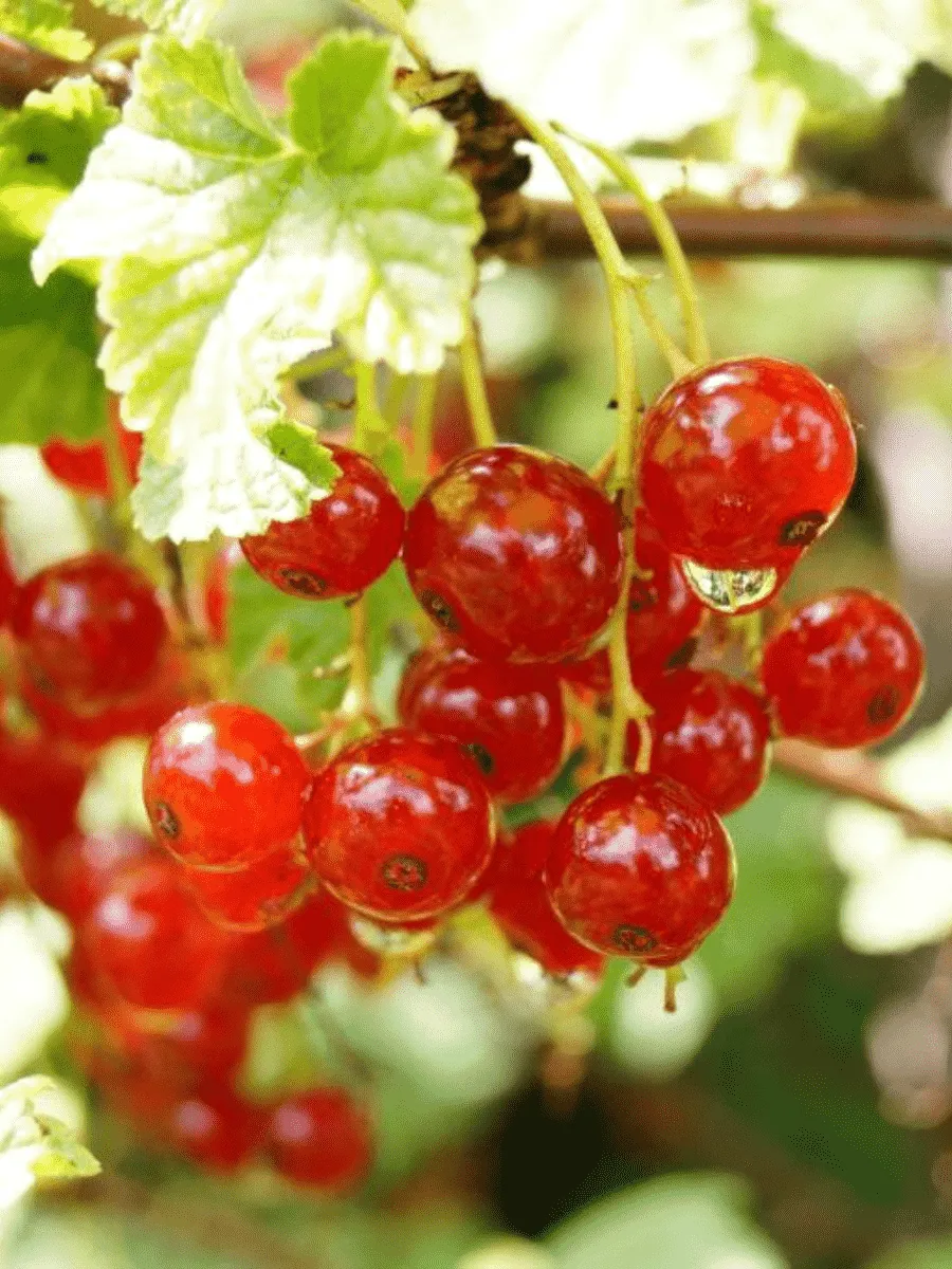 Смородина красная Ненаглядная