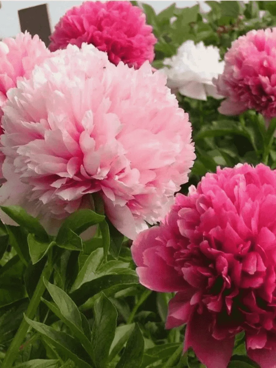 Пион гибридный Mary Jo Legare