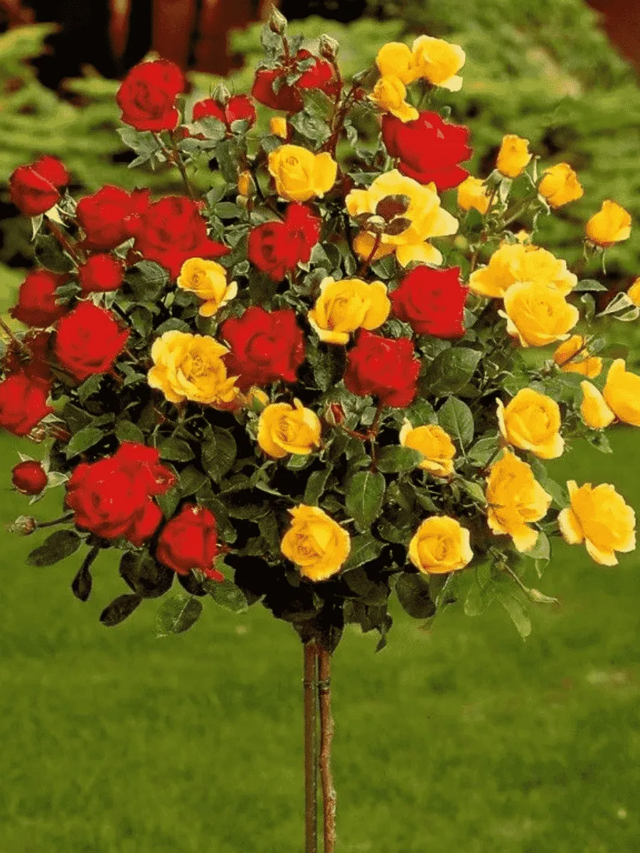 Роза штамбовая смесь
