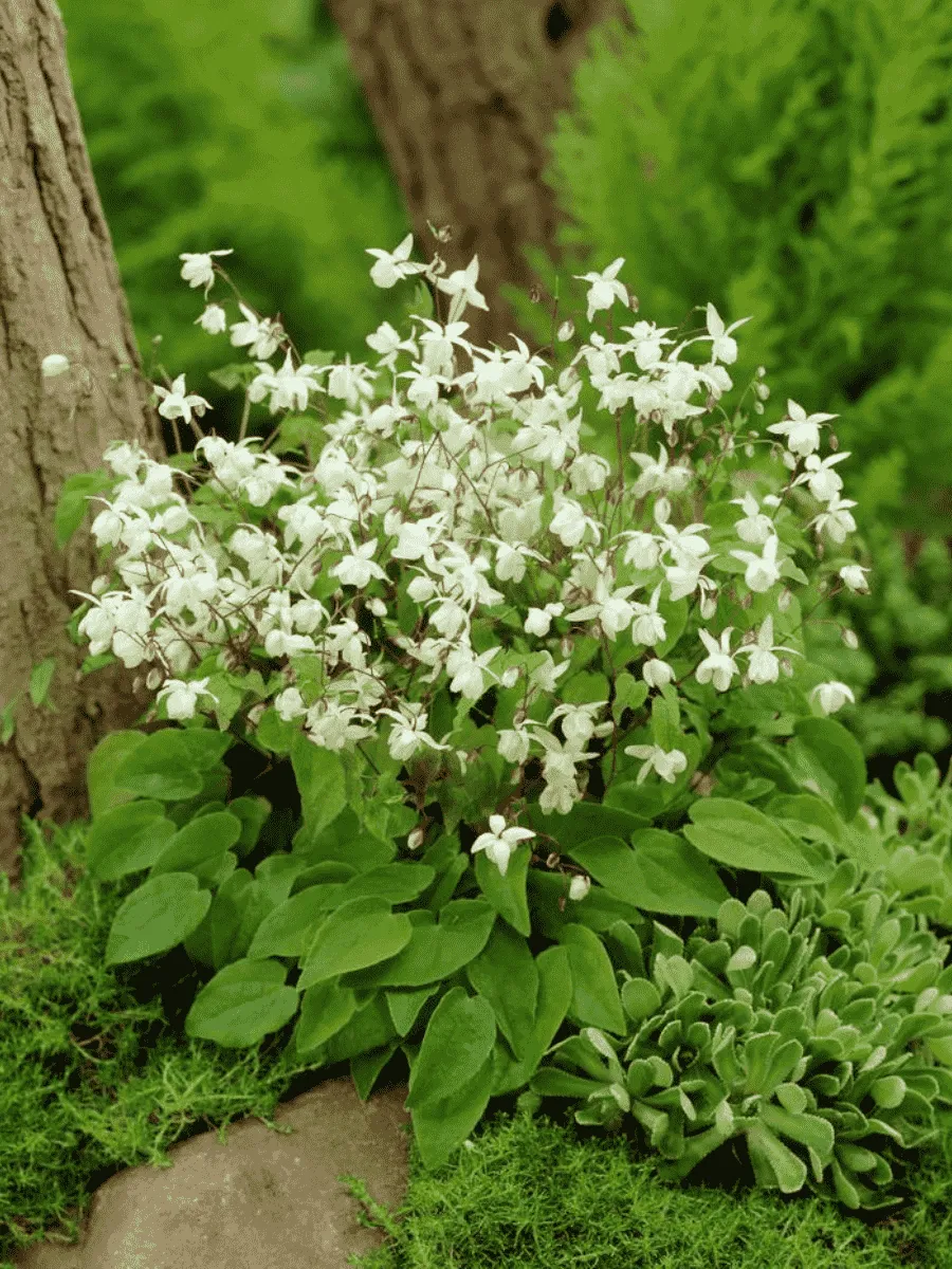 Горянка Юнга Niveum