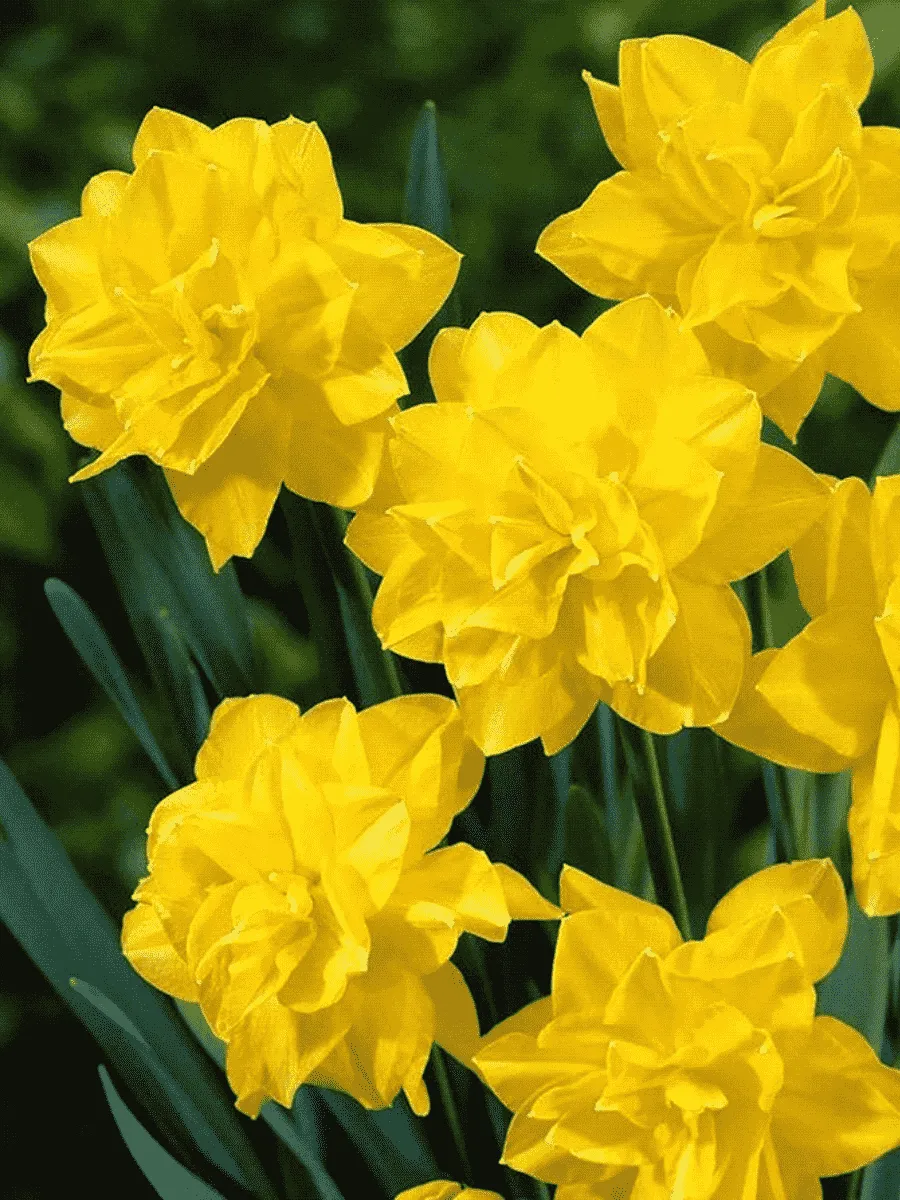 Нарцисс Golden Ducat