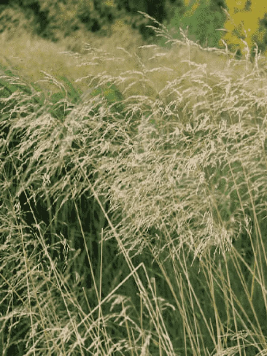 Щучка дернистая