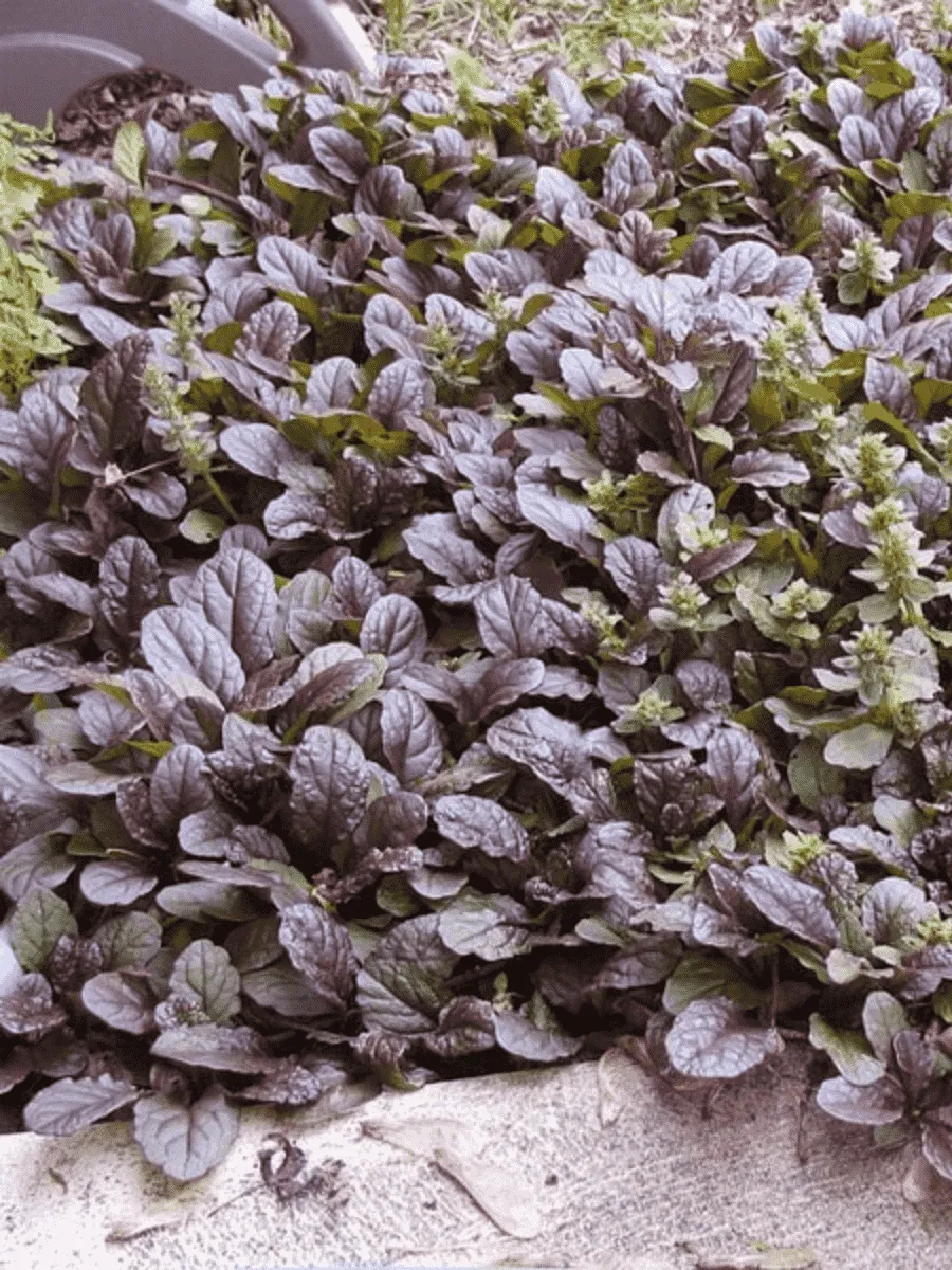 Живучка ползучая Mini Mahogany