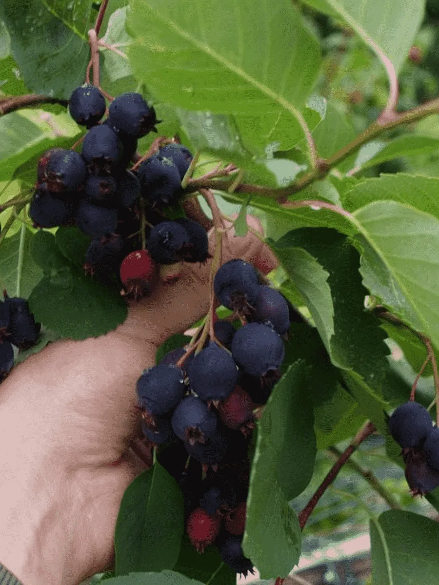 Ирга ольхолистная Thiessen