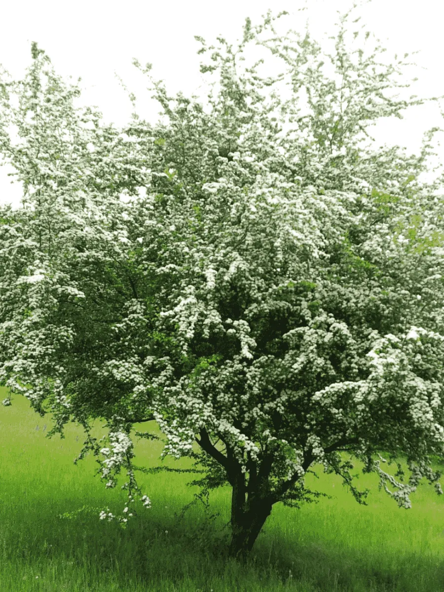 Боярышник обыкновенный