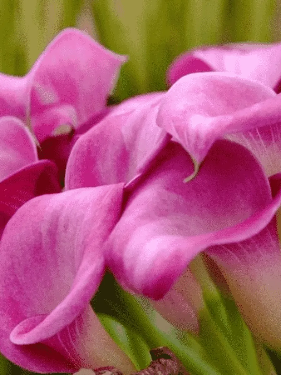 Калла Pink Puppy