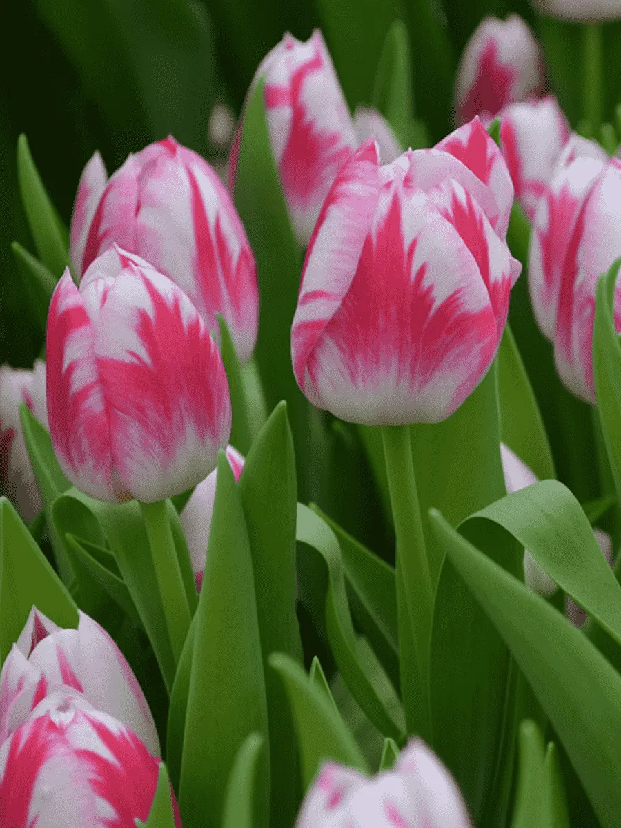 Тюльпан Blenda Flame-Royal Virgin- Barcelona