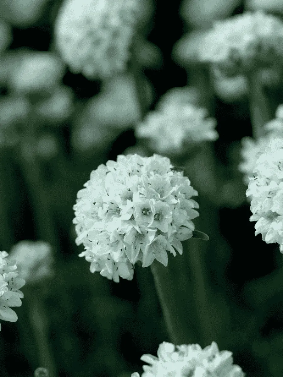 Армерия приморская Armada White