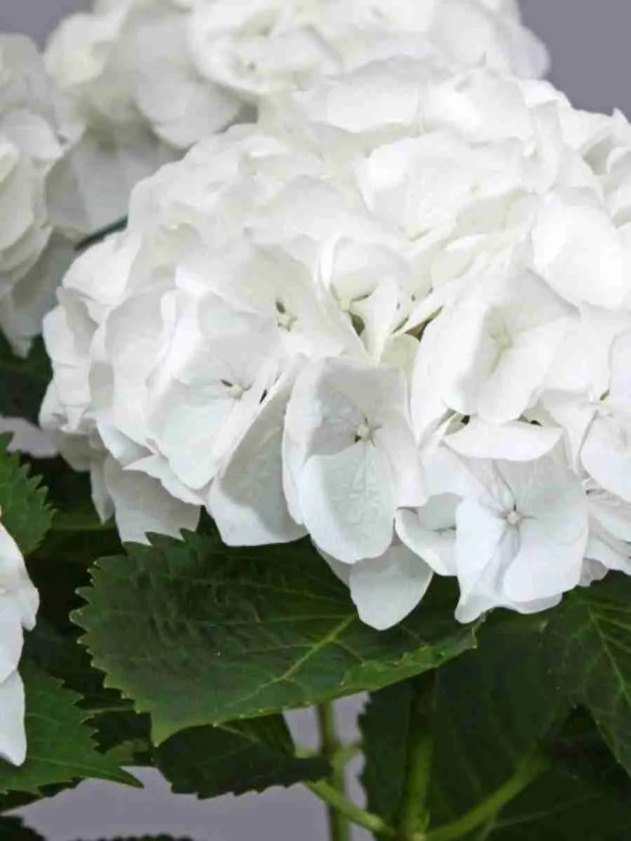 Гортензия Macrophylla white
